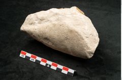 Foto (Seitenansicht) von Credneria denticulata Zenk. (NHMW-GEO-2024-0188-10599)